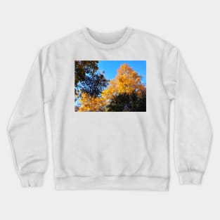 Yellow Gold Autumn Leaves and clear blue sky nature pretty delicate foliage Crewneck Sweatshirt